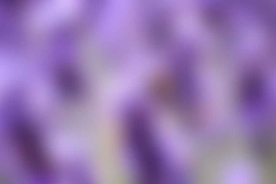 Lavender plant