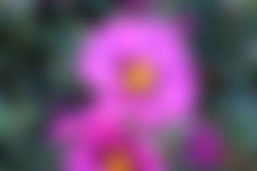 Rockrose Cistus plant