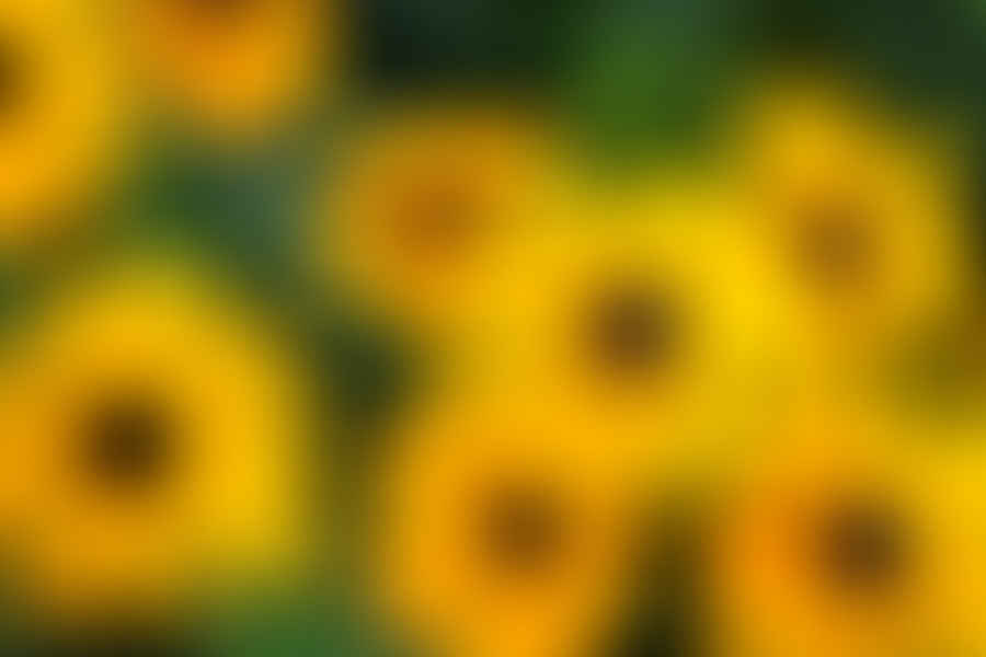 Black-Eyed Susan flower
