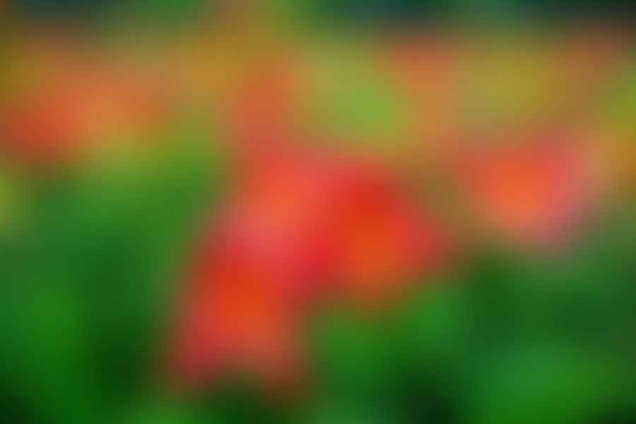 Daylily plant