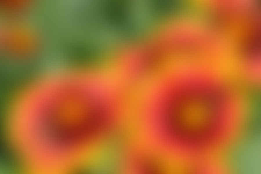 Gaillardia flowers