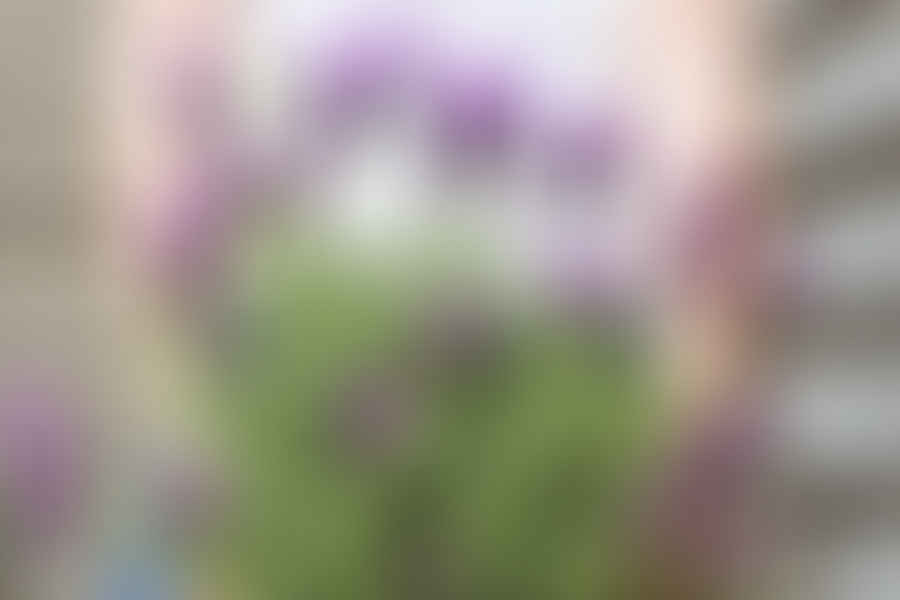 Lavender plant