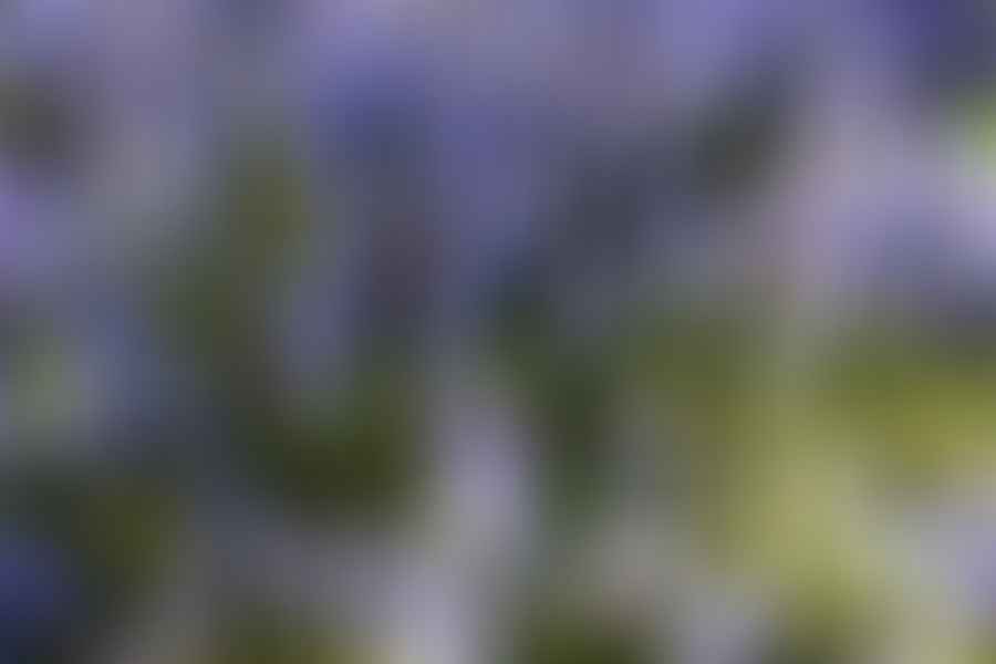 Ajuga reptans