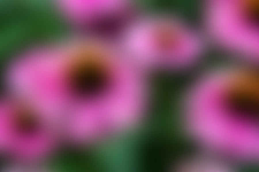 deadheading echinacea