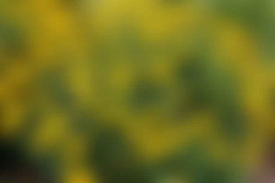 False Sunflower Heliopsis