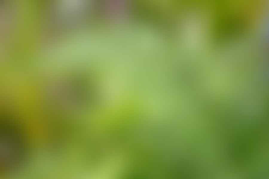 garden ferns