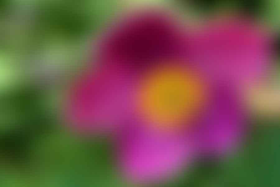 Japanese Anemone bloom