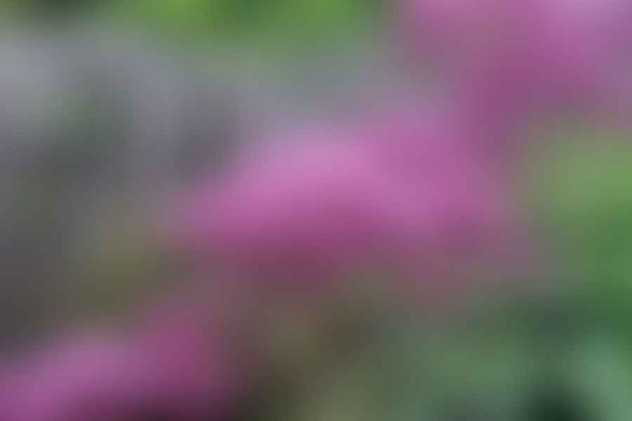 Joe-Pye Weed flowering