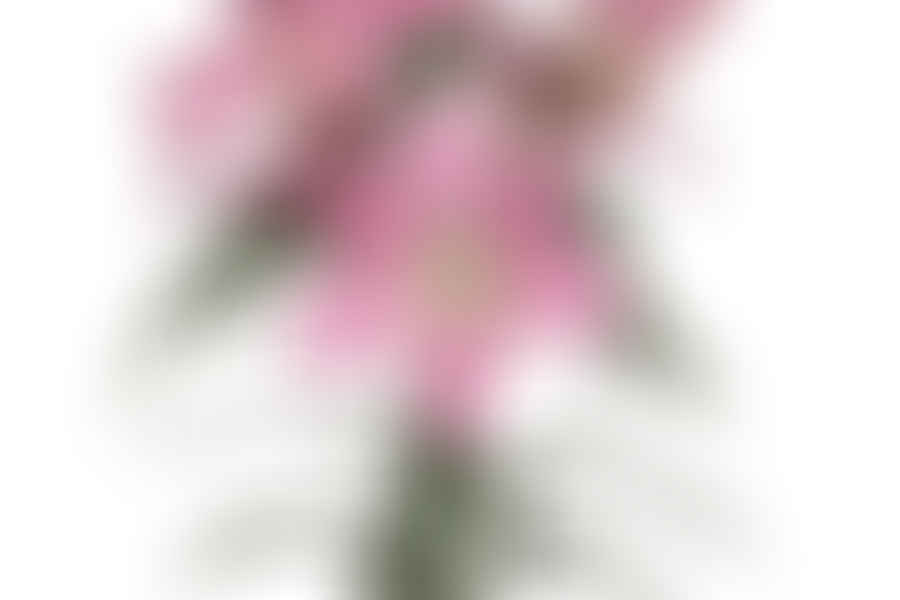 Oriental Lily flowers