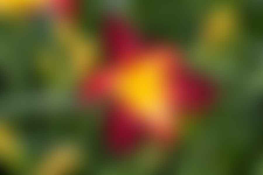 pruning daylilies
