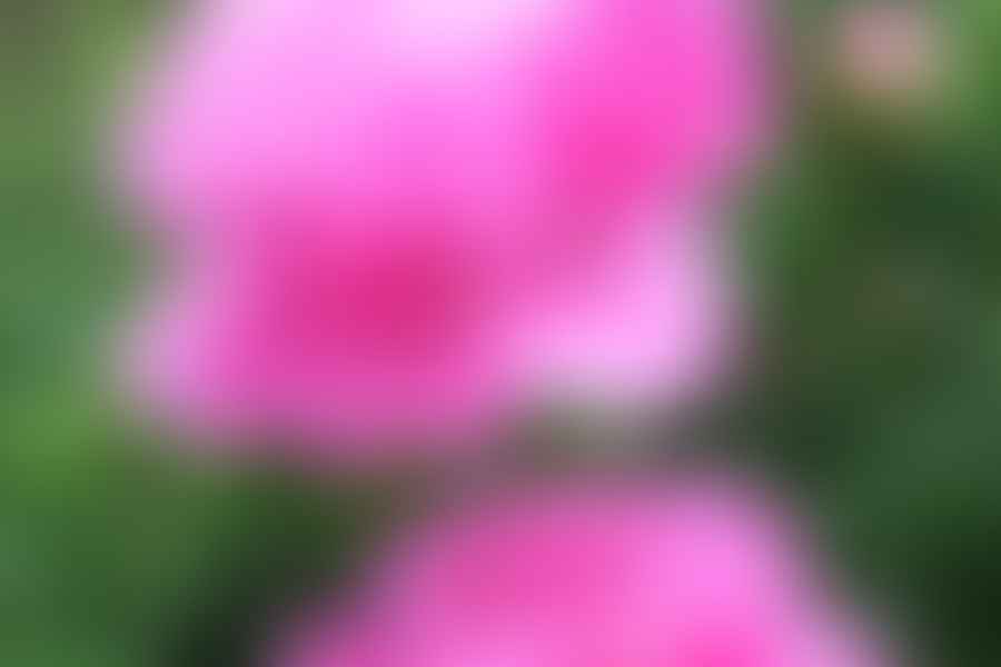 pruning peonies