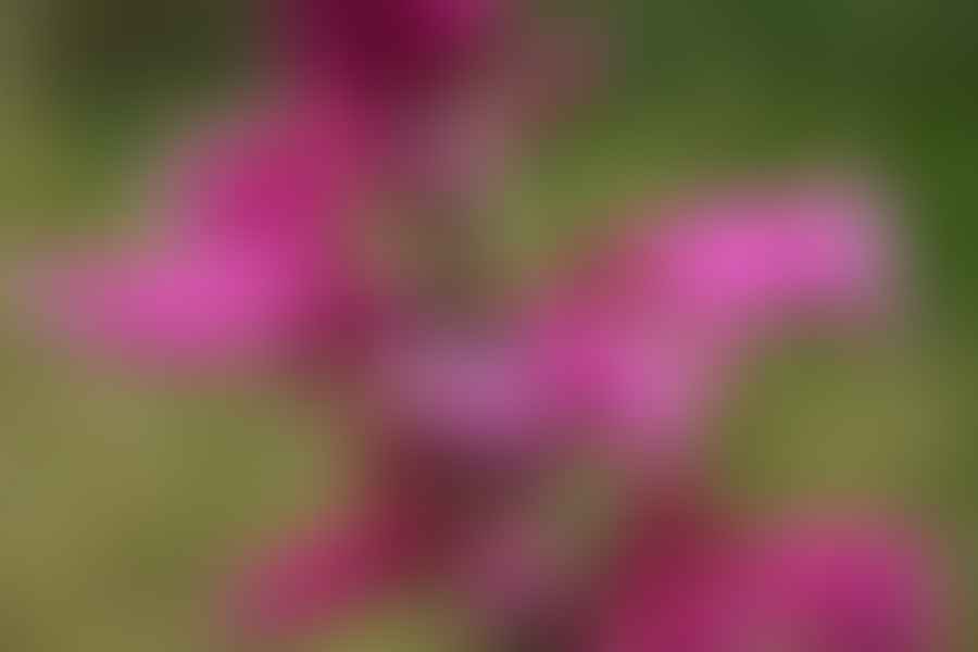 salvias in garden design