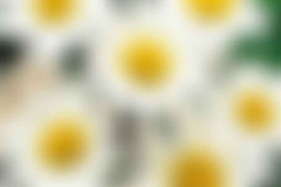 shasta daisies in borders