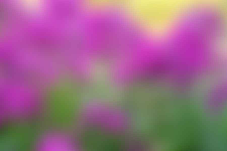 trimming phlox