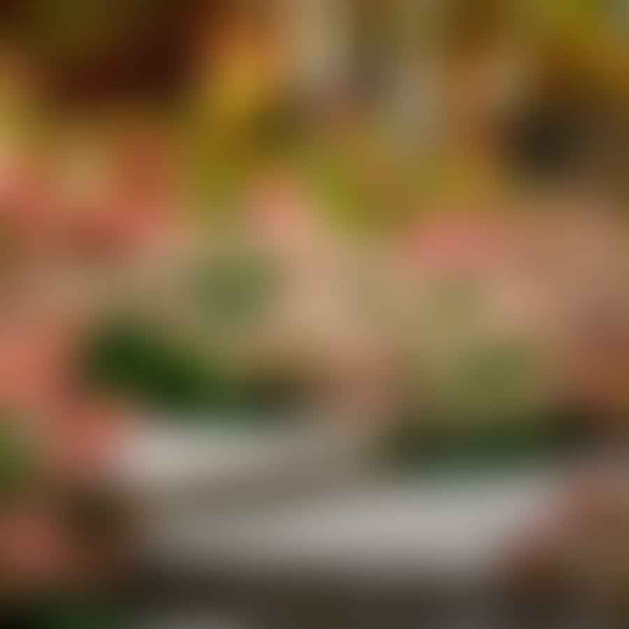 Sedum plant