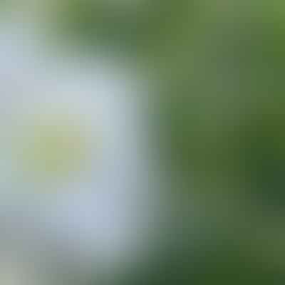 Easter Lilies Unveiled: Understanding the True Nature of this Springtime Classic