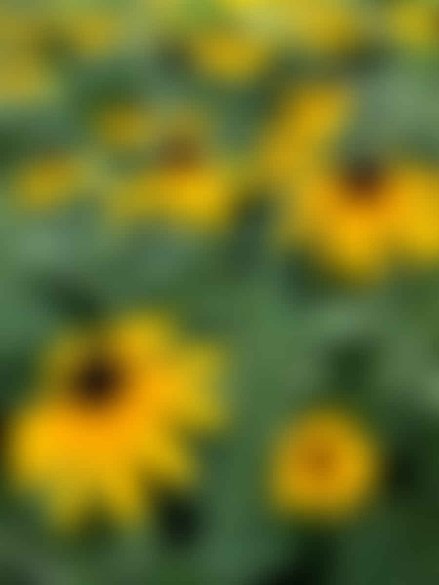 Montage of easy-to-grow perennial plants including Daylily, Coneflower, Hosta, Black-Eyed Susan, Peony, Russian Sage, and Yarrow, each labeled with their names