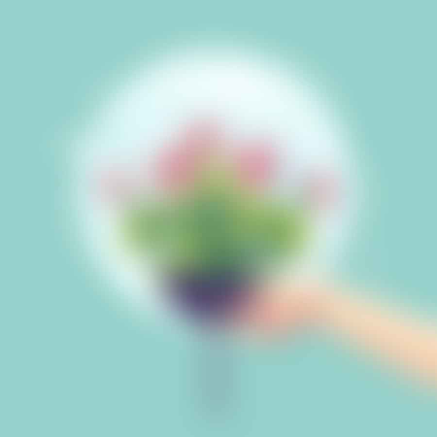 Hands pruning a Balloon Flower plant
