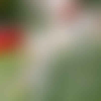 Mastering Perennial Succession Planting: Ensuring Constant Blooms and Colors in Your Garden