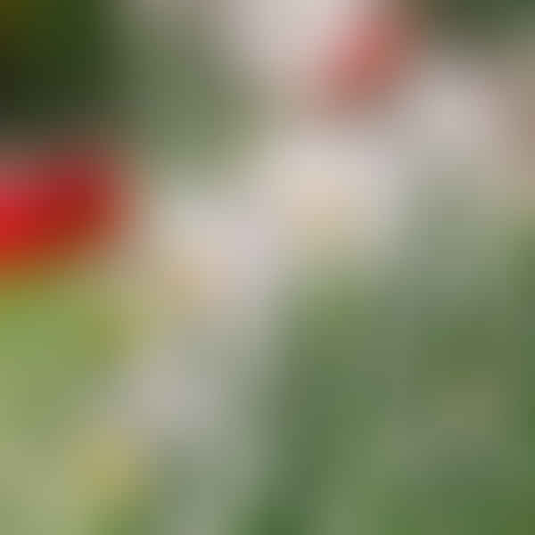 Mastering Perennial Succession Planting: Ensuring Constant Blooms and Colors in Your Garden