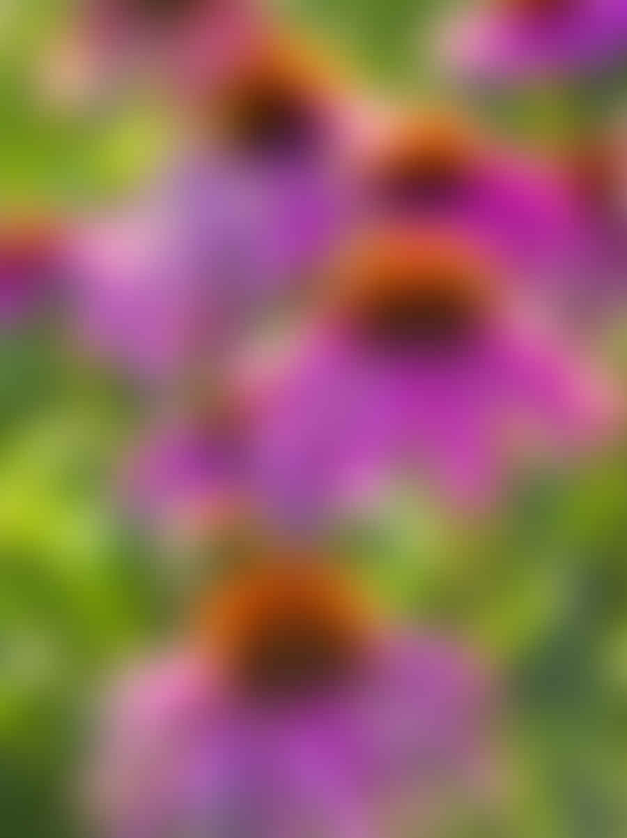Close-up of a vibrant blooming perennial flower
