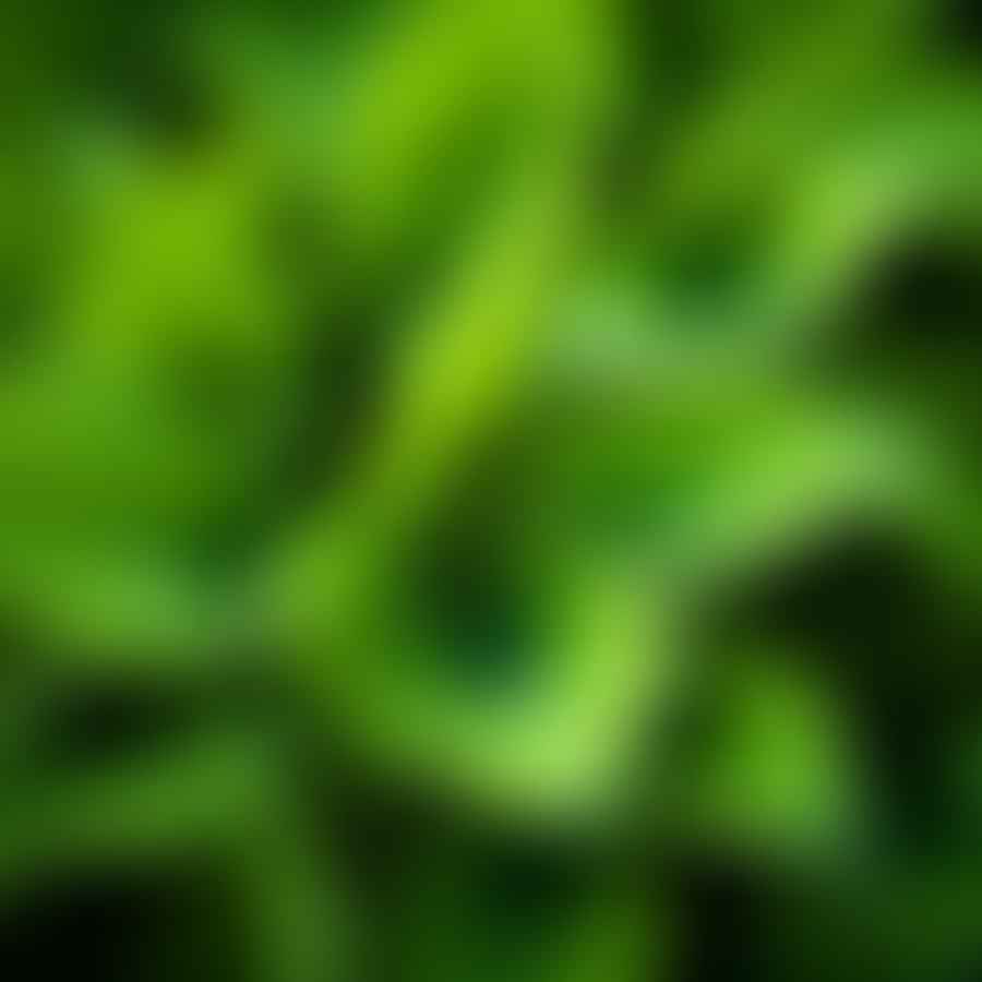 Hosta plant with vibrant green leaves