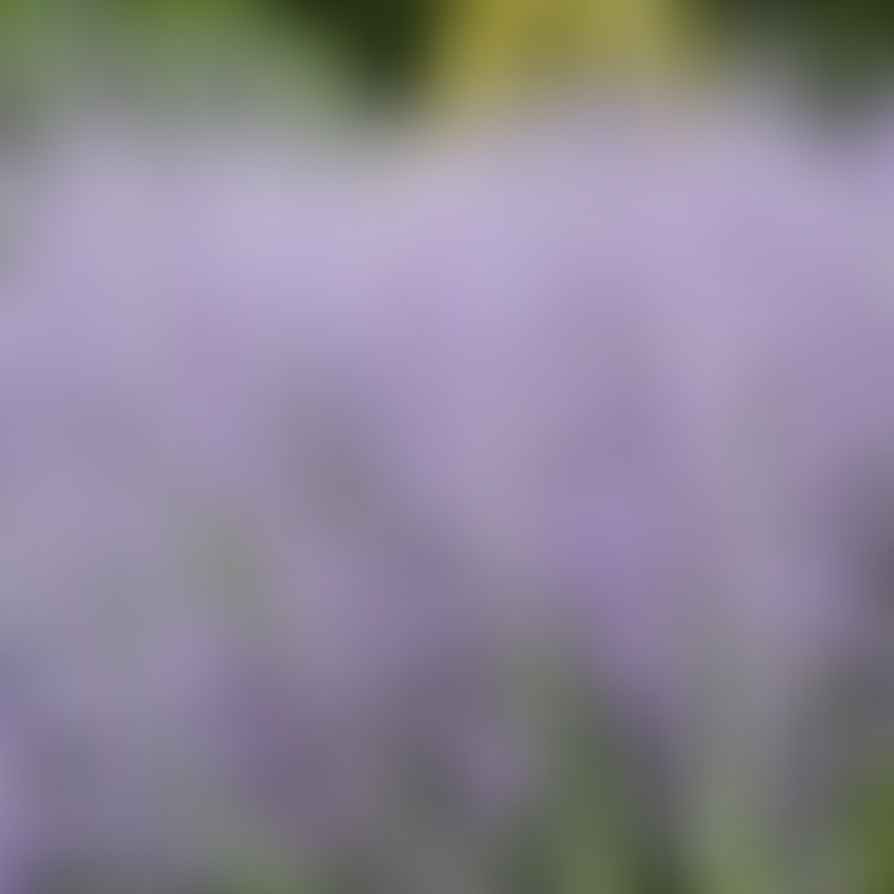 Lush Russian Sage plants with vibrant purple flowers
