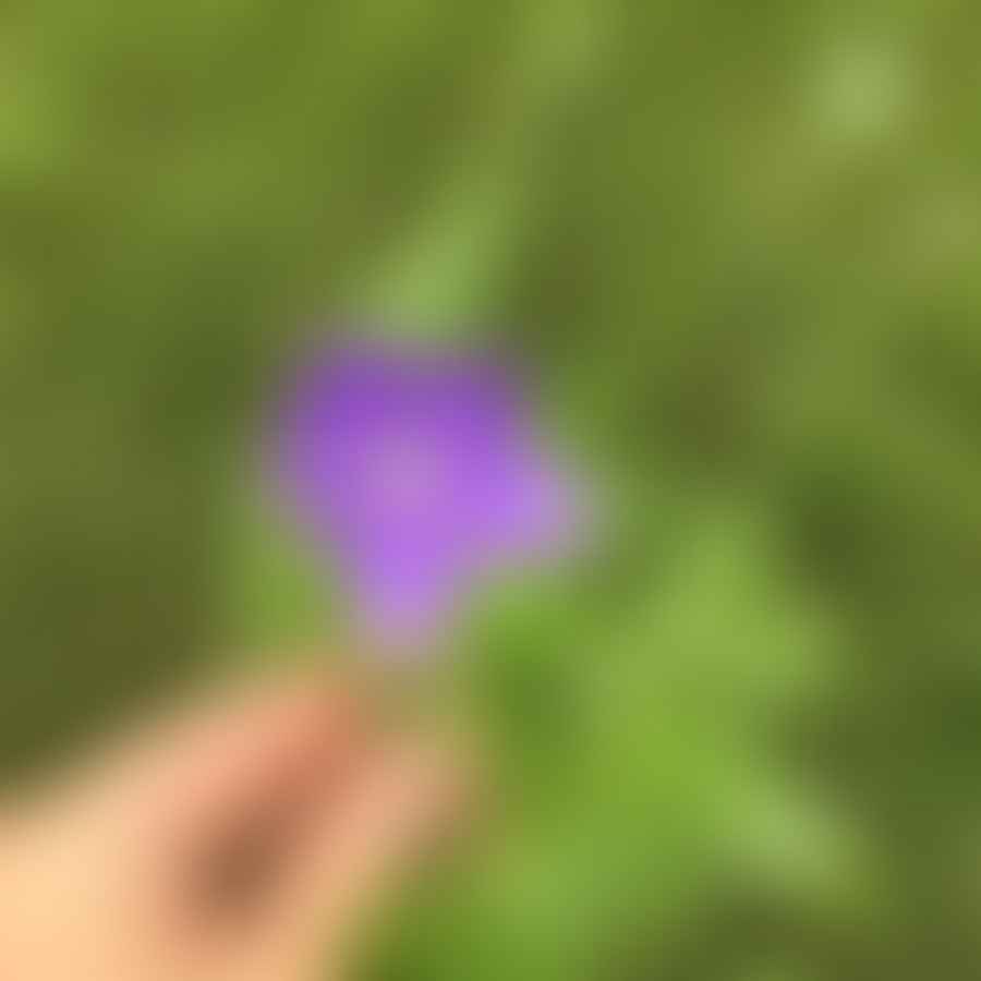 A vibrant Balloon Flower (Platycodon) in full bloom showcasing its unique star-shaped petals