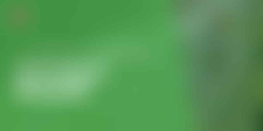 Thriving in Wetness - 🌱 Top Plants for Moist Areas