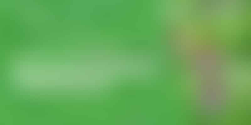 Discover Evergreen Potted Plants - 🌿 Year-Round Beauty