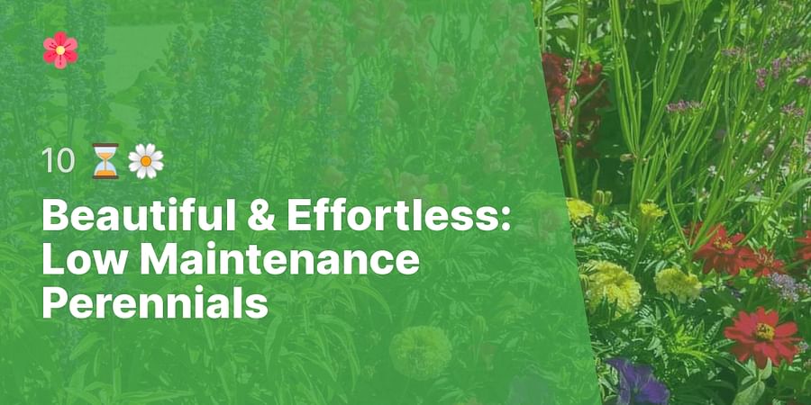 Beautiful & Effortless: Low Maintenance Perennials - 10 β³πΌ