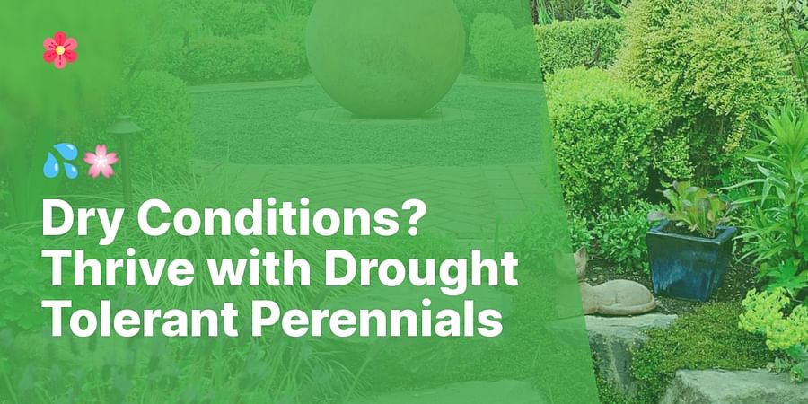 Dry Conditions? Thrive with Drought Tolerant Perennials - 💦🌸