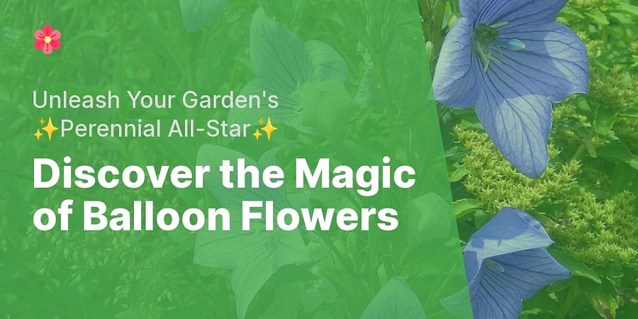 Discover the Magic of Balloon Flowers - Unleash Your Garden's β¨Perennial All-Starβ¨