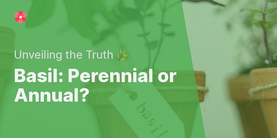 Basil: Perennial or Annual? - Unveiling the Truth 🌿