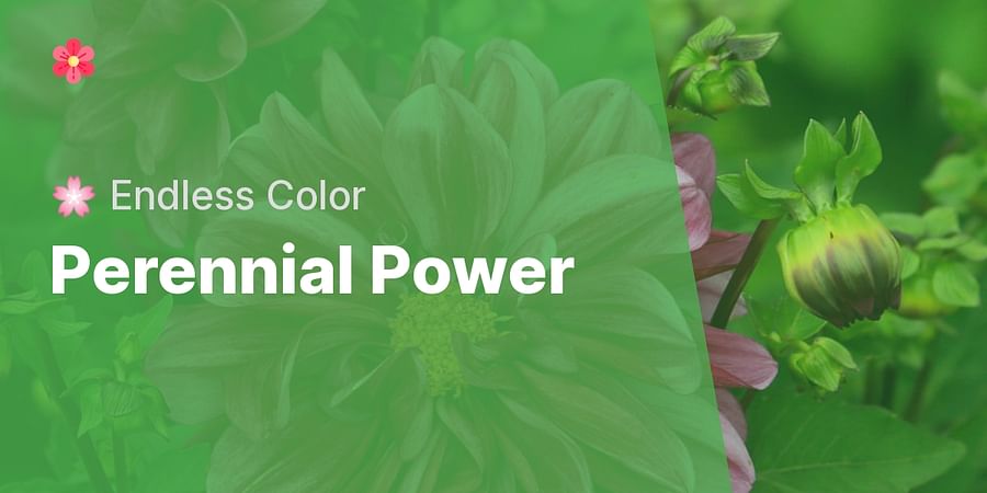 Perennial Power - πΈ Endless Color