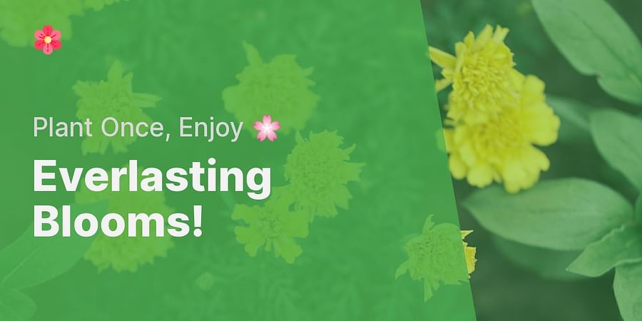 Everlasting Blooms! - Plant Once, Enjoy 🌸