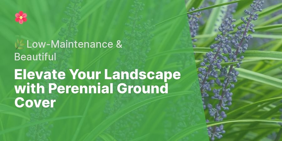 Elevate Your Landscape with Perennial Ground Cover - ๐ฟLow-Maintenance & Beautiful