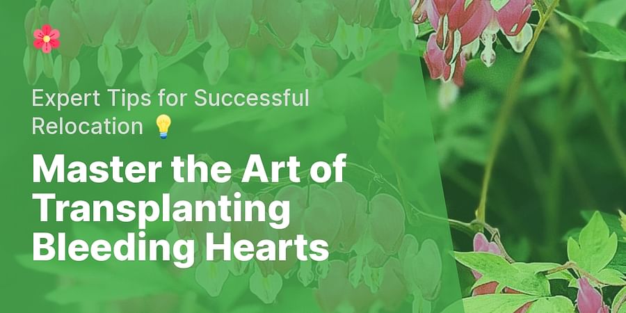 Master the Art of Transplanting Bleeding Hearts - Expert Tips for Successful Relocation ๐ก