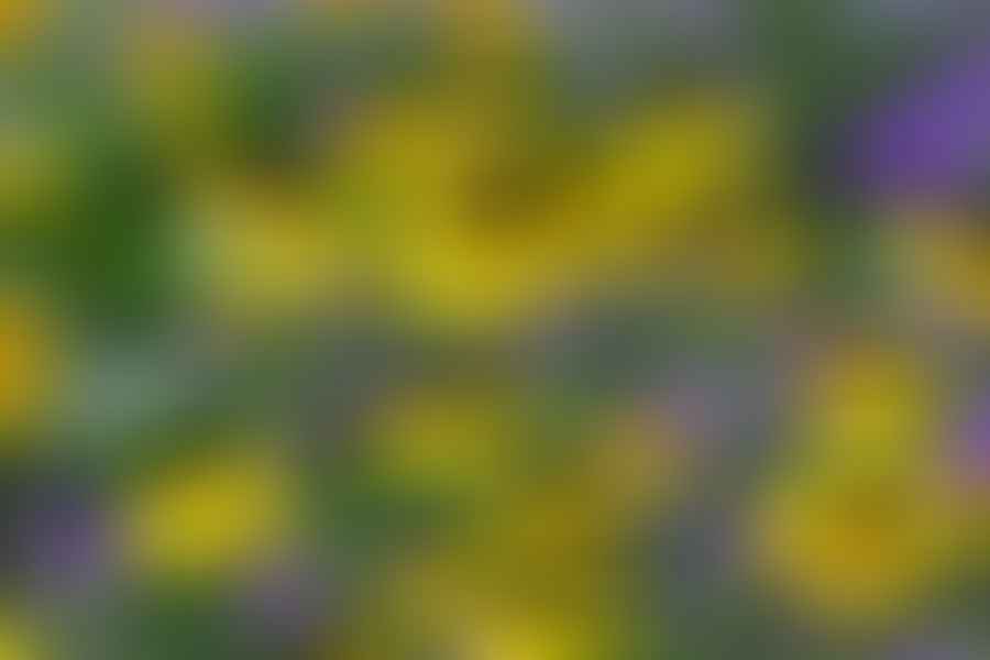 Black-Eyed Susan flower