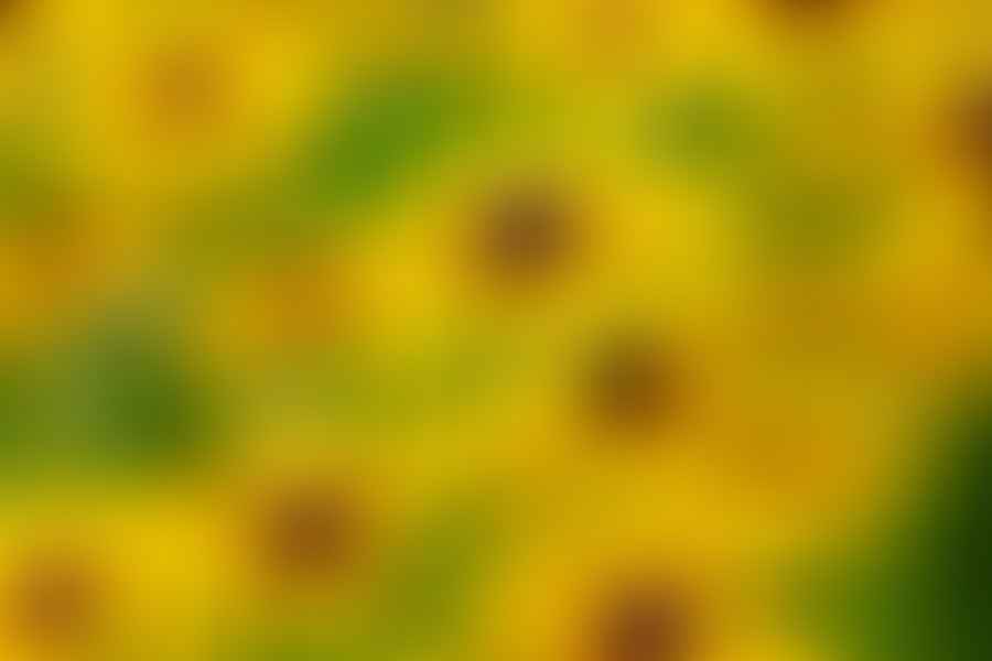 Black-Eyed Susan plant