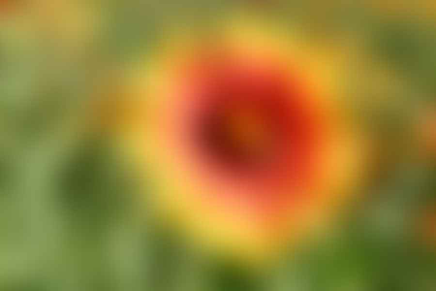 Blanket Flower plant