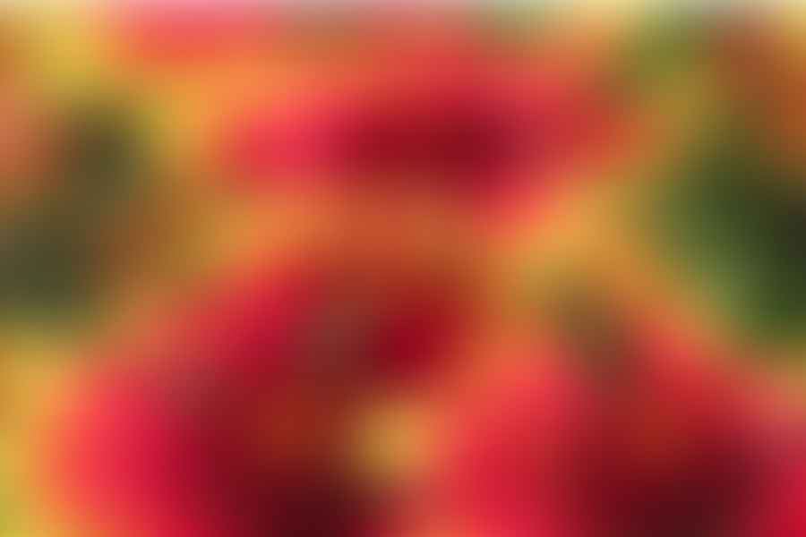 Blanket Flower plant