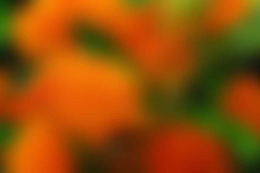 Butterfly Weed plant