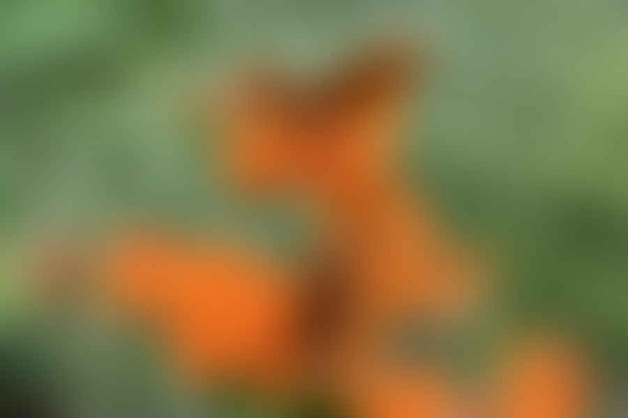 Butterfly Weed plant