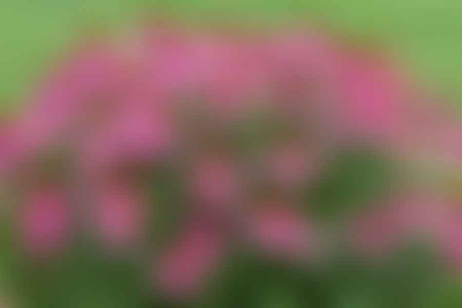 Coneflower plant