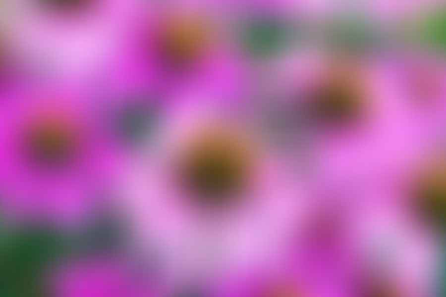 Coneflower plant