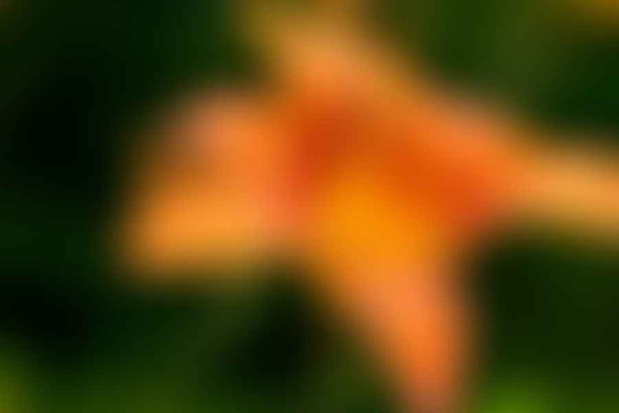 Daylily plant