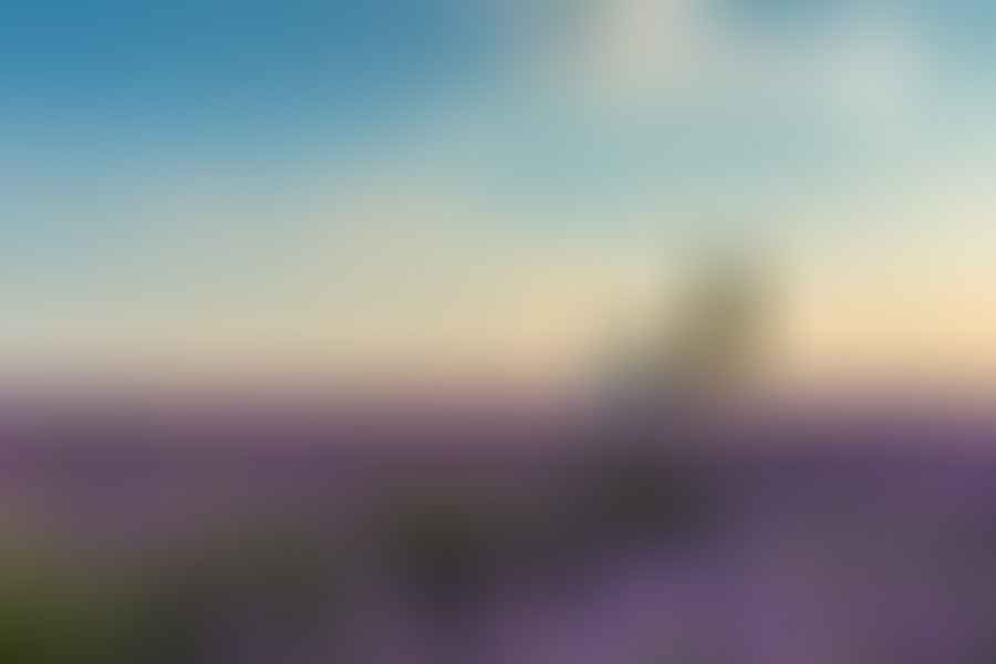 Lavender field
