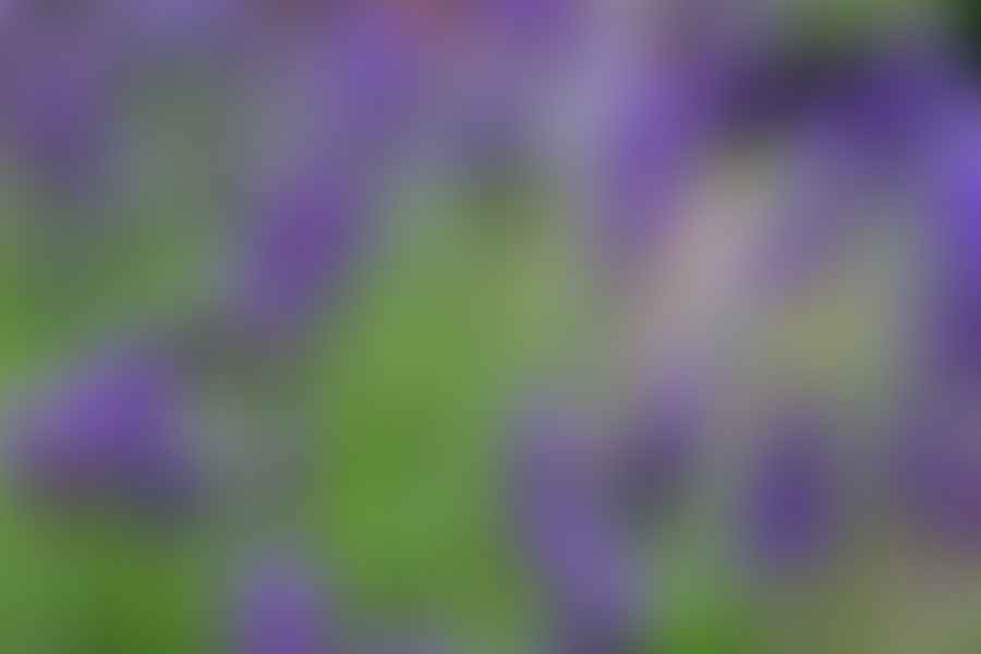 Lavender plant
