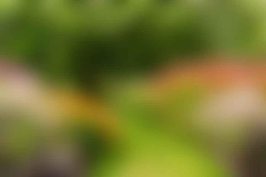 low maintenance garden plants